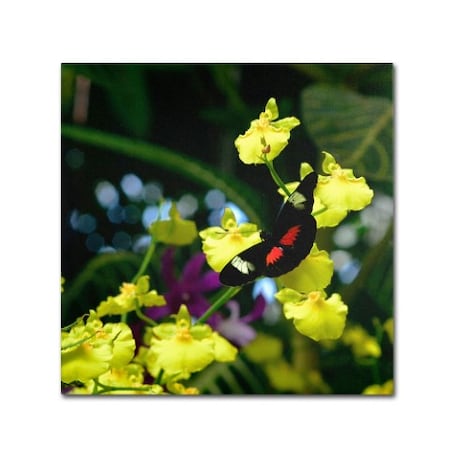 Kurt Shaffer 'Doris Longwing Butterfly On Orchid' Canvas Art,24x24